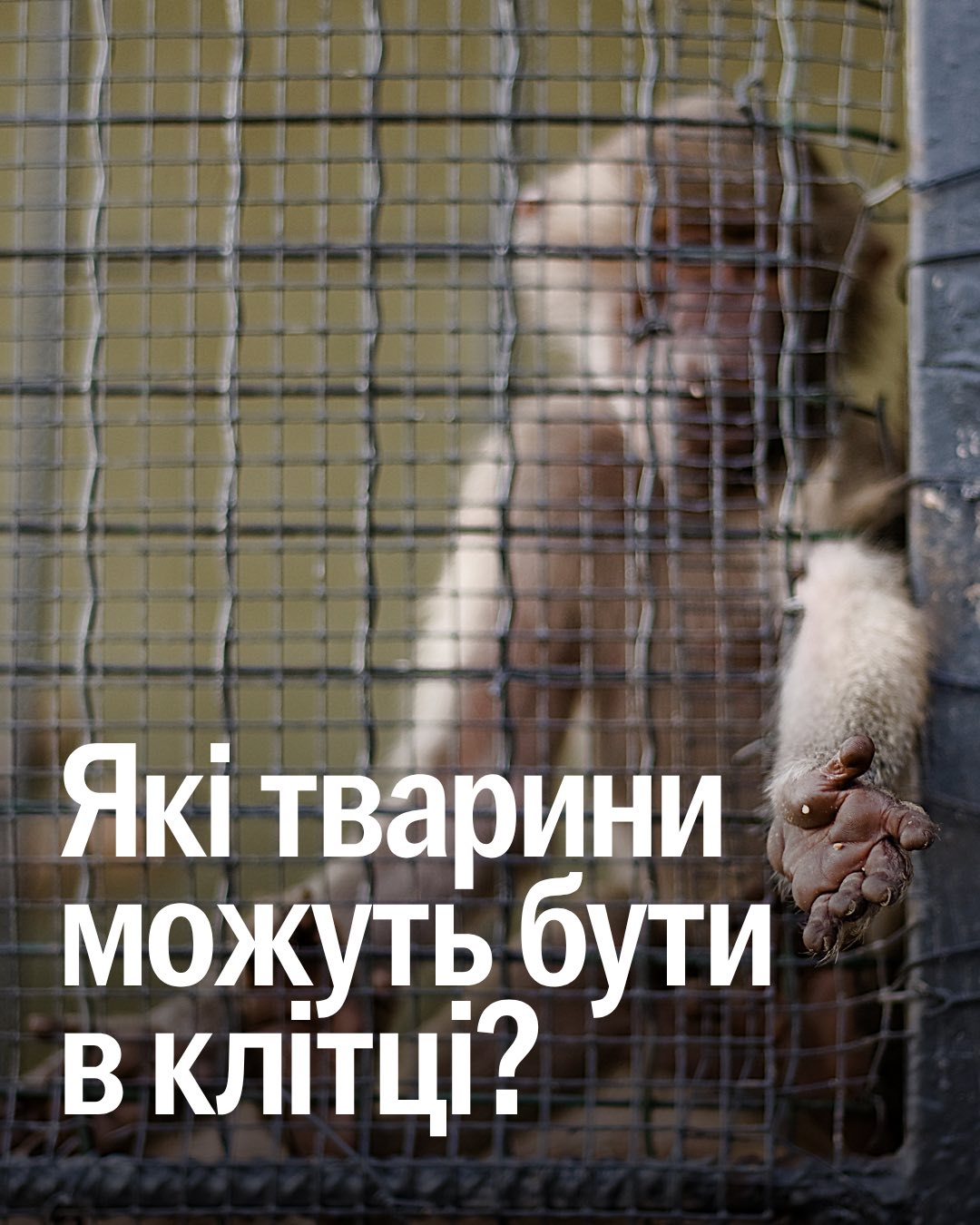 UAnimals зачиняють тварин у клітках 😱