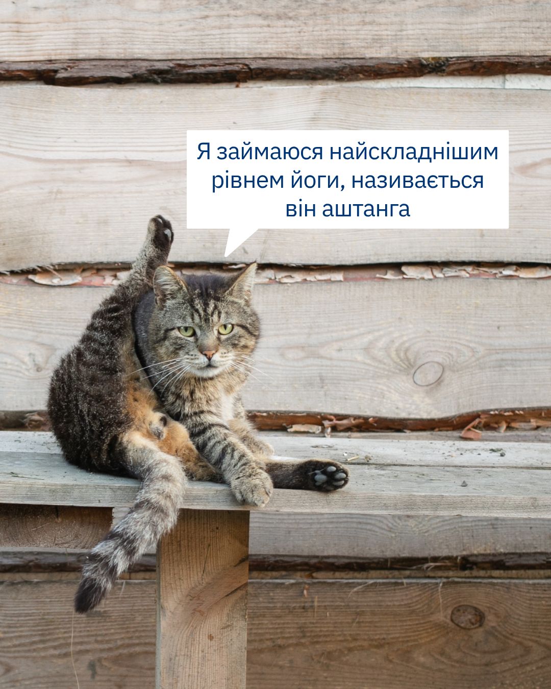 UAnimals теж займається складним рівнем… порятунку тварин 🐾💙