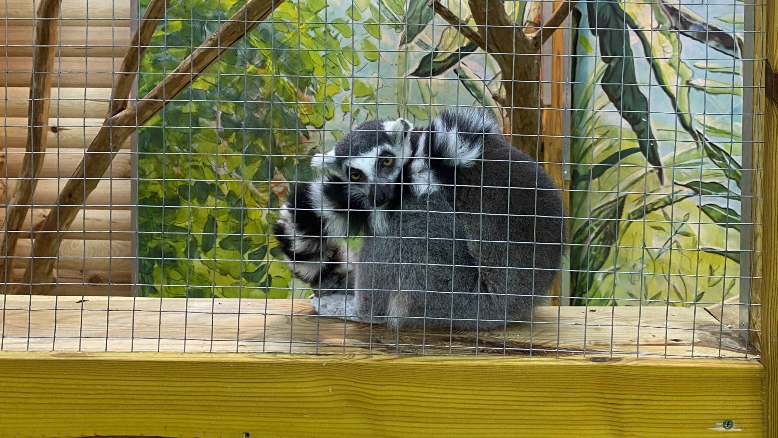 лемур у Звірополісі