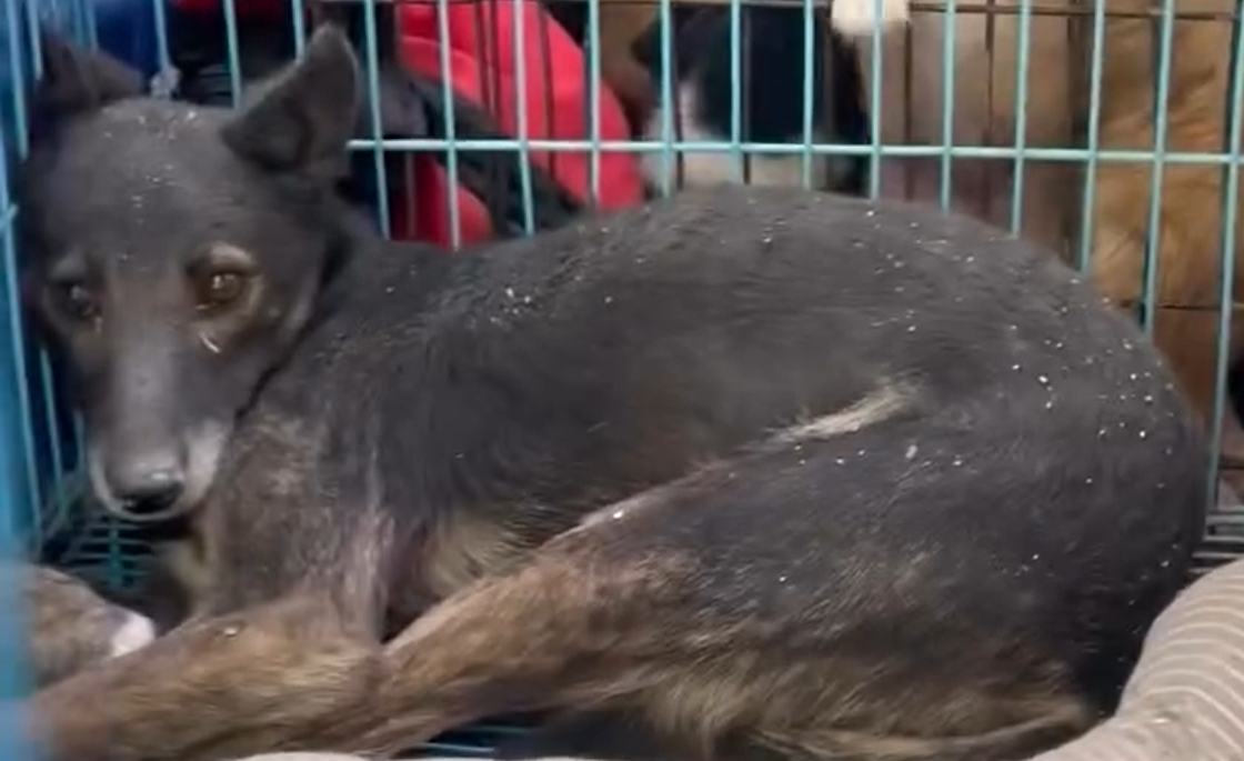 пес із «12 Вартових» у клітці