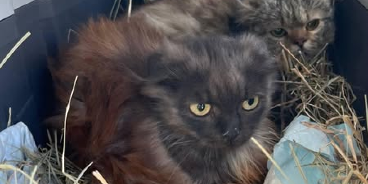 Це був непростий тиждень для команди UAnimals. А коли був простий? Щось не пригадуємо 😁😁
