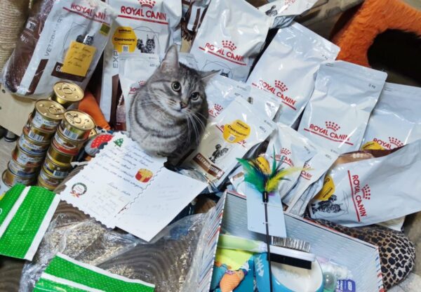 кіт і багато упаковок корму, іграшки, листівка