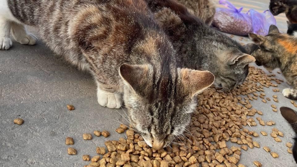 коти їдять корм