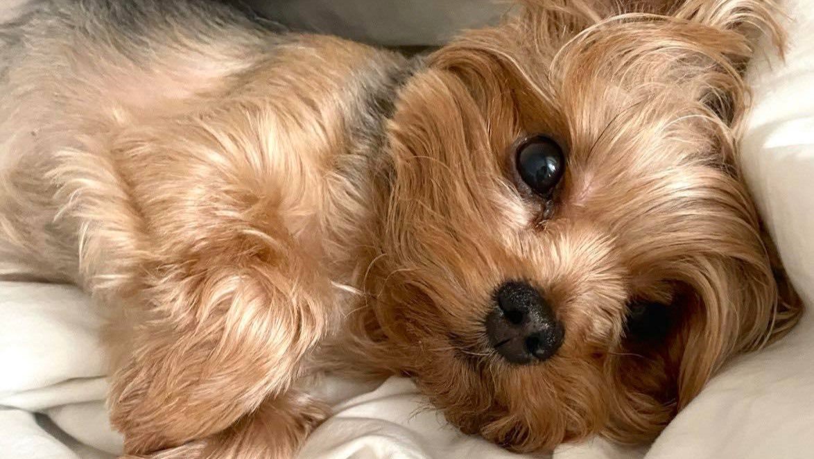 йоркширська тер’єрка