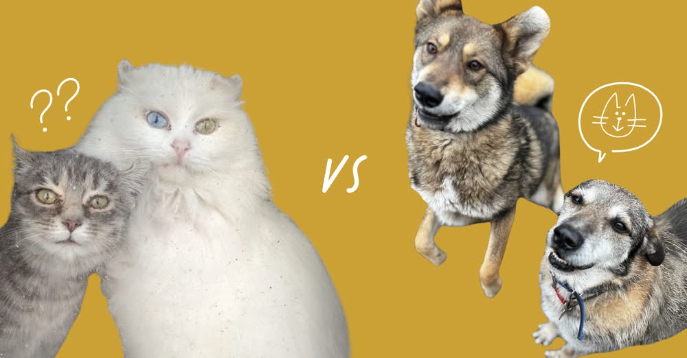 Кожен хоч раз у житті сперечався, хто краще: коти чи собаки?  🐕⚔️🐈‍⬛