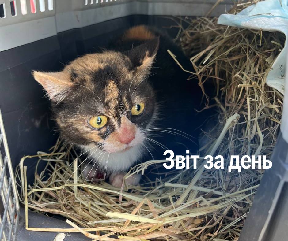 📌 1 232 день повномасштабного вторгнення