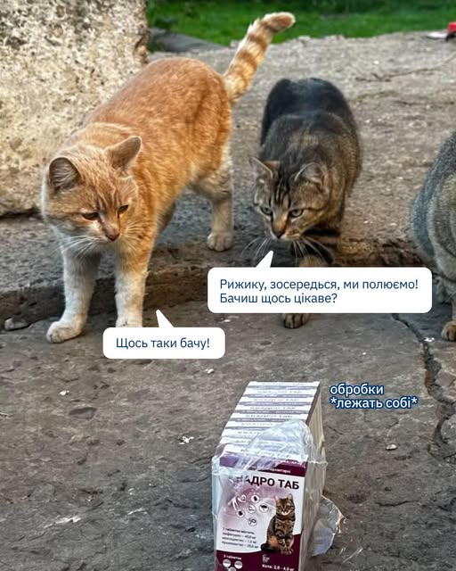 Що хотіли вполювати ці коти? Пишіть у коментарях 👇
