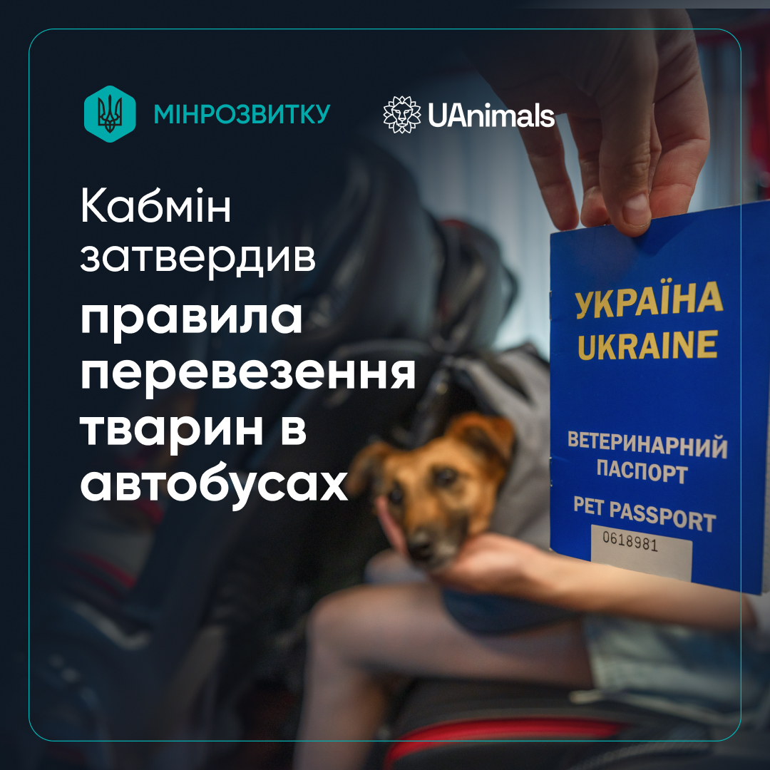 Кабмін затвердив перші правила перевезення тварин у автобусах