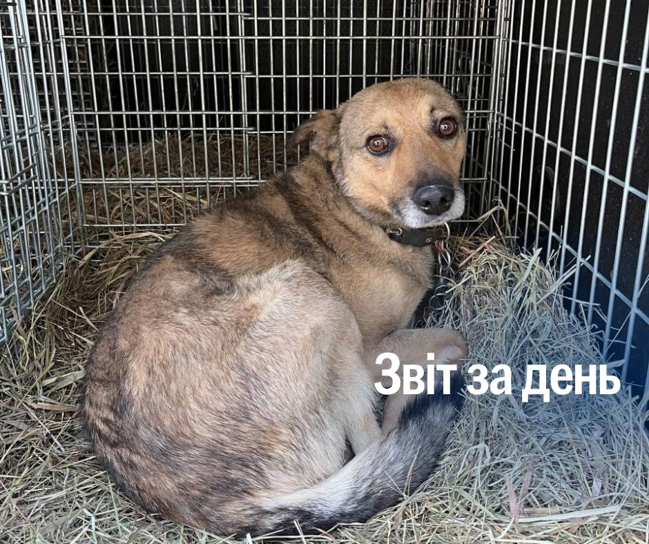 📌 1 239 день повномасштабного вторгнення