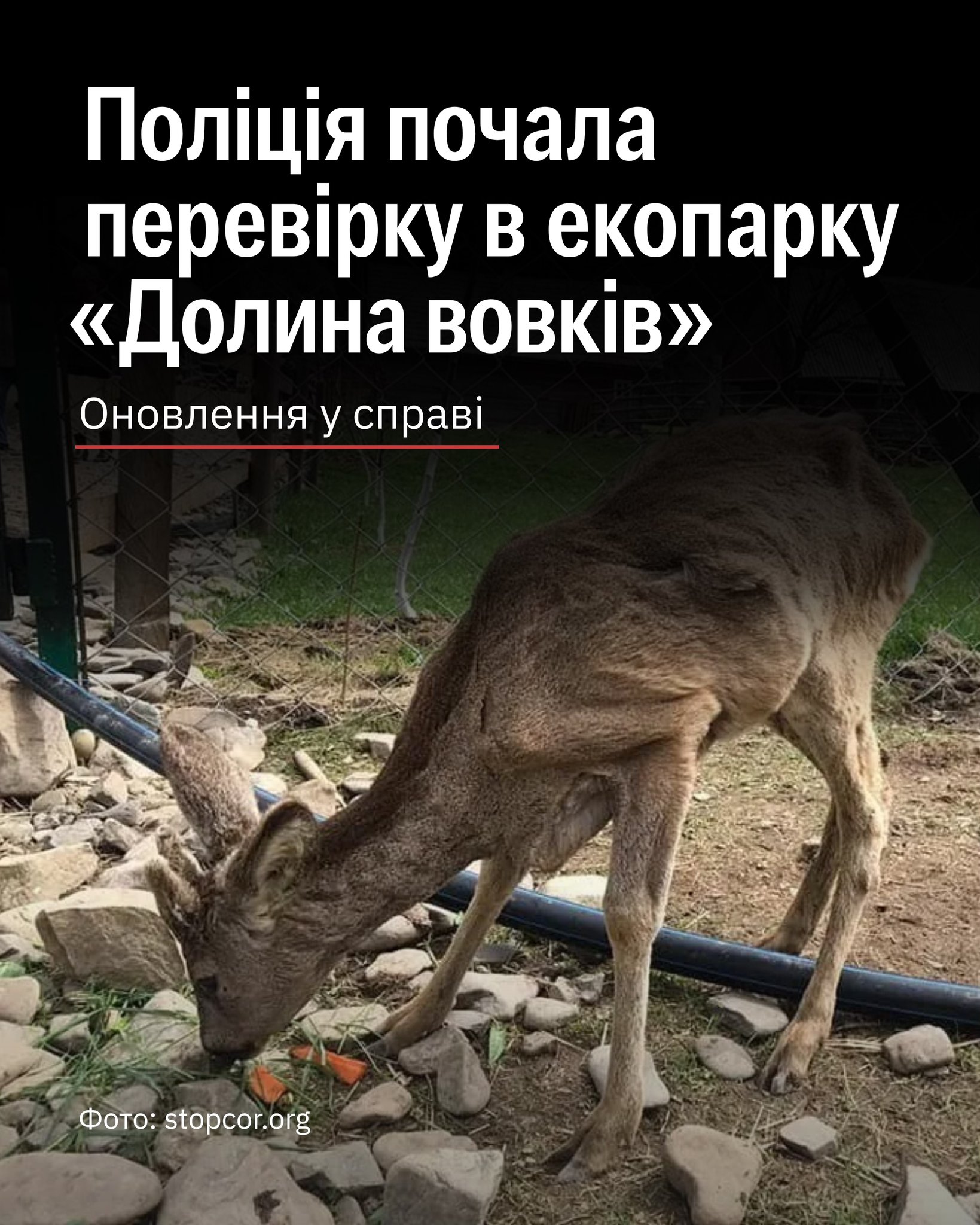 Після розголосу поліція почала перевіряти умови утримання тварин в «Долині вовків» 🙌