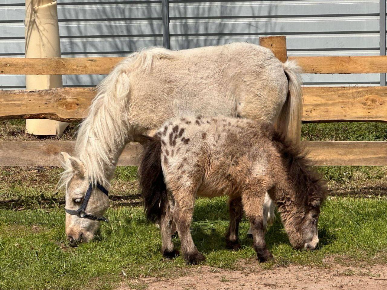 Чубарек нічого не бачить, але Карамелла стала його очима 💔🐴