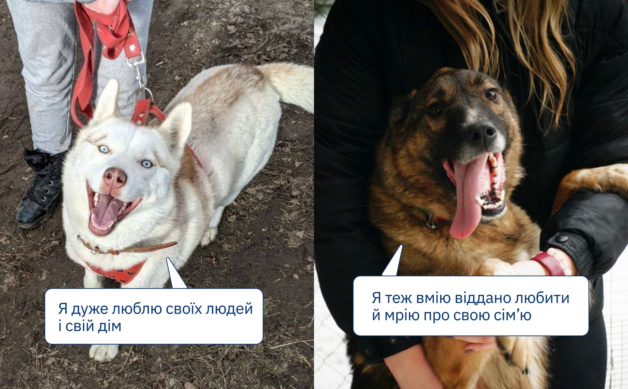 Обрати породну чи безпородну тварину? 🤔