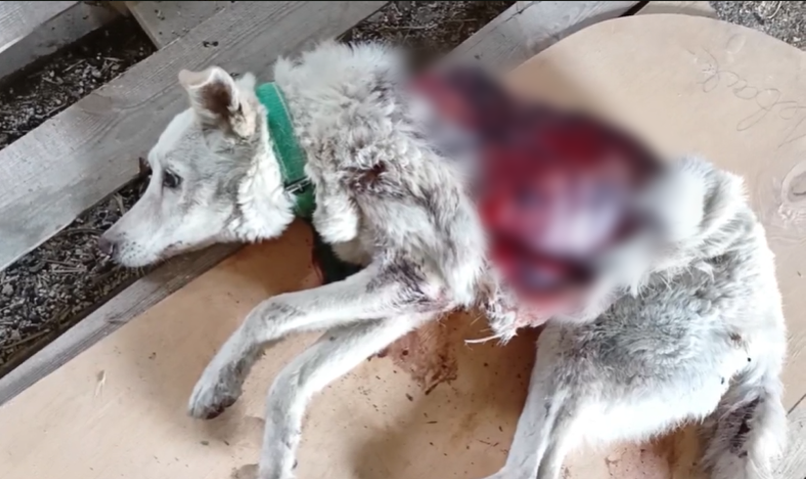 собака з пошкодженою шкірою