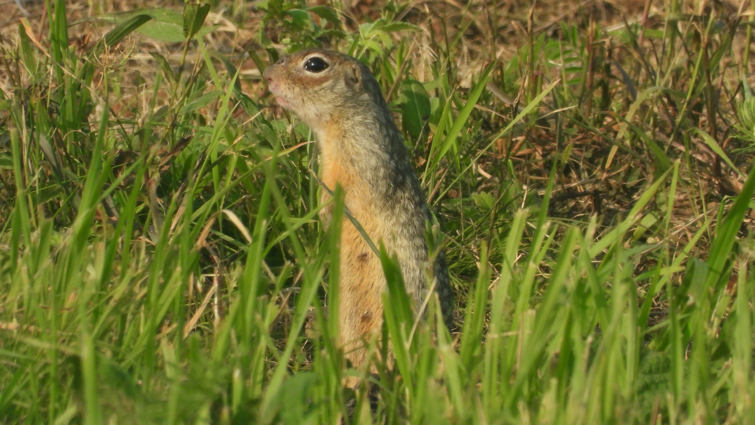 ховрах крапчастий на луці