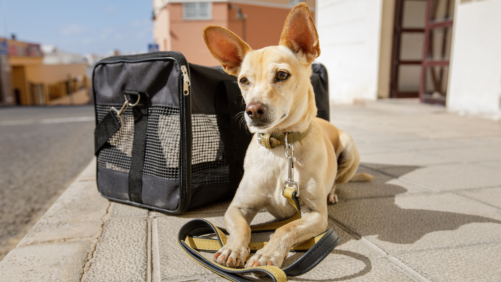 собака з повідцем біля сумки-переноски