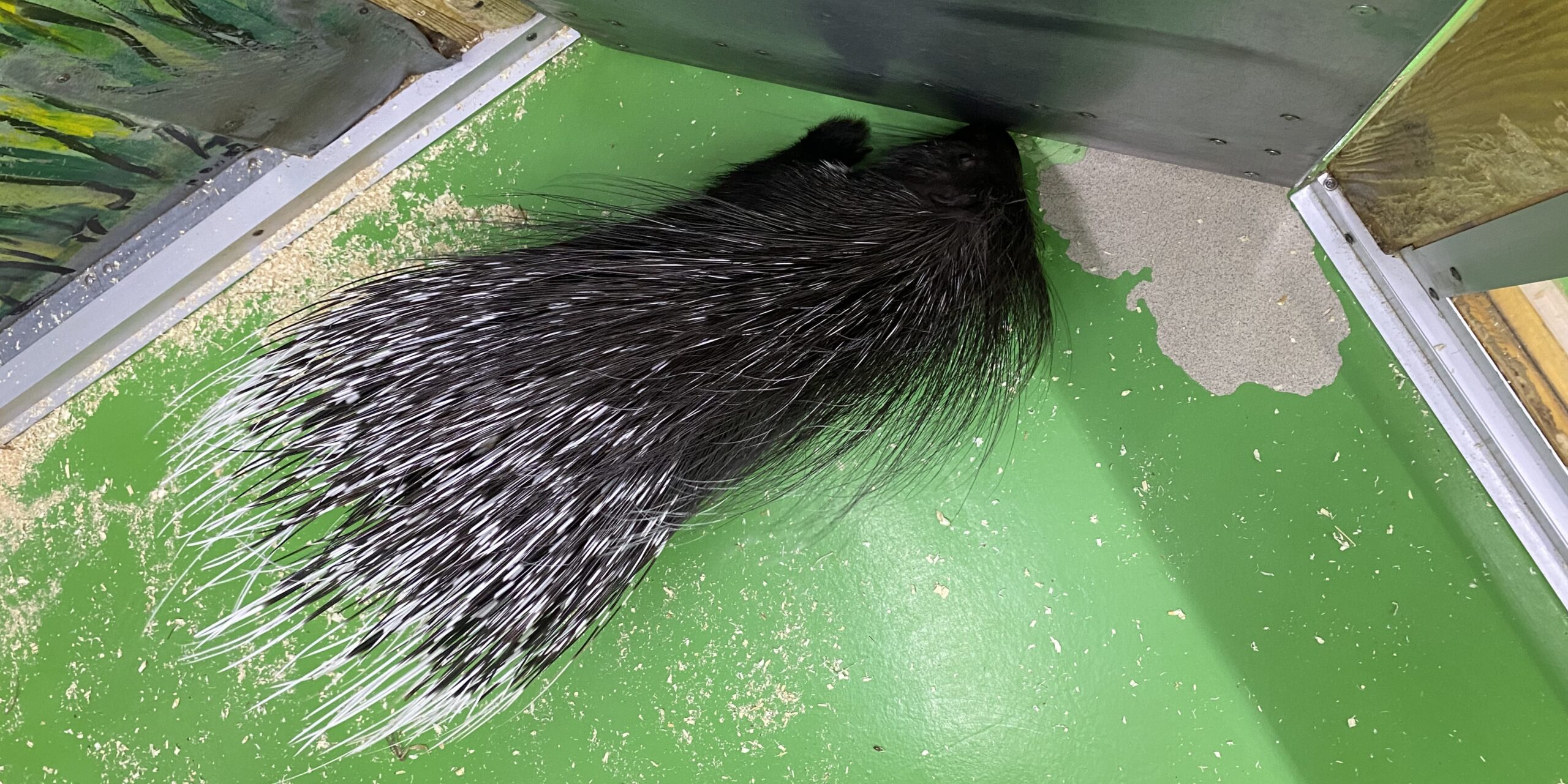 дикобраз у контактному зоопарку Звірополіс