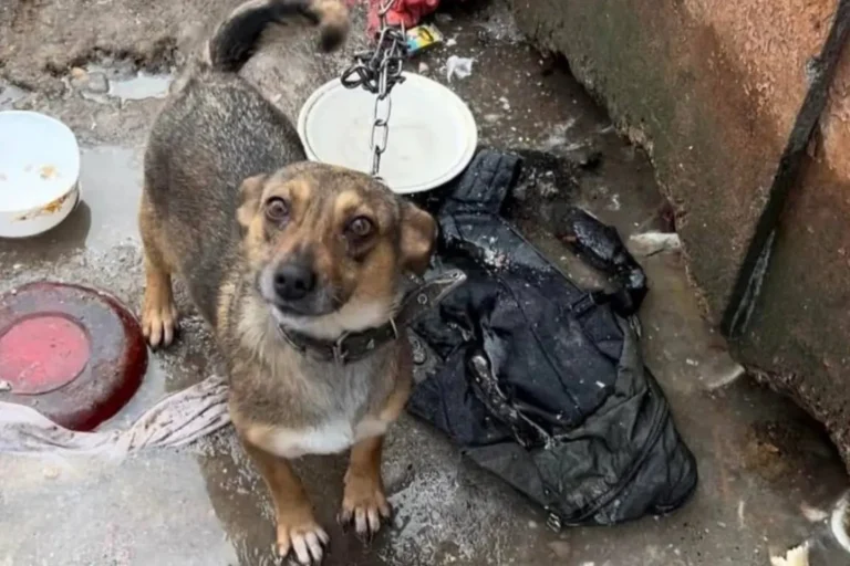 собака на ланцюгу