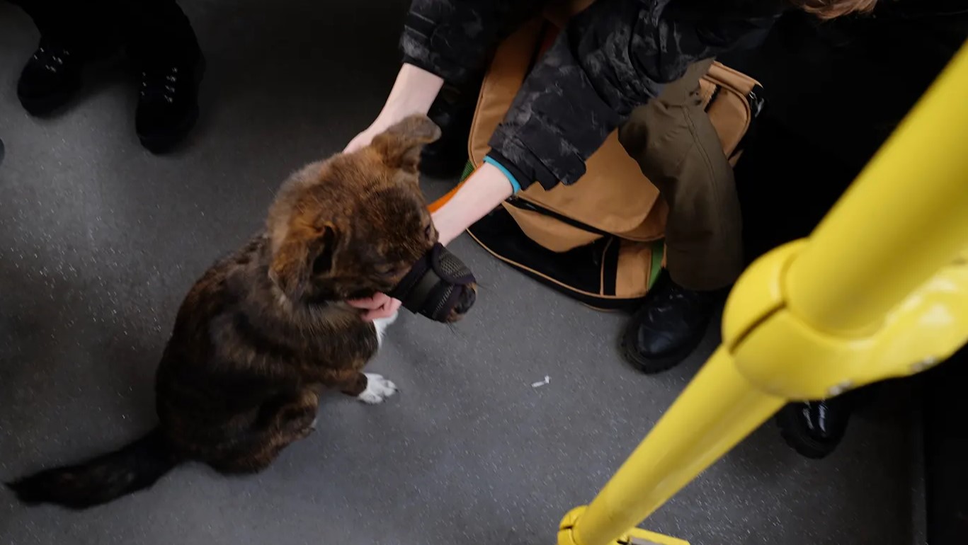 пес у наморднику в громадському транспорті