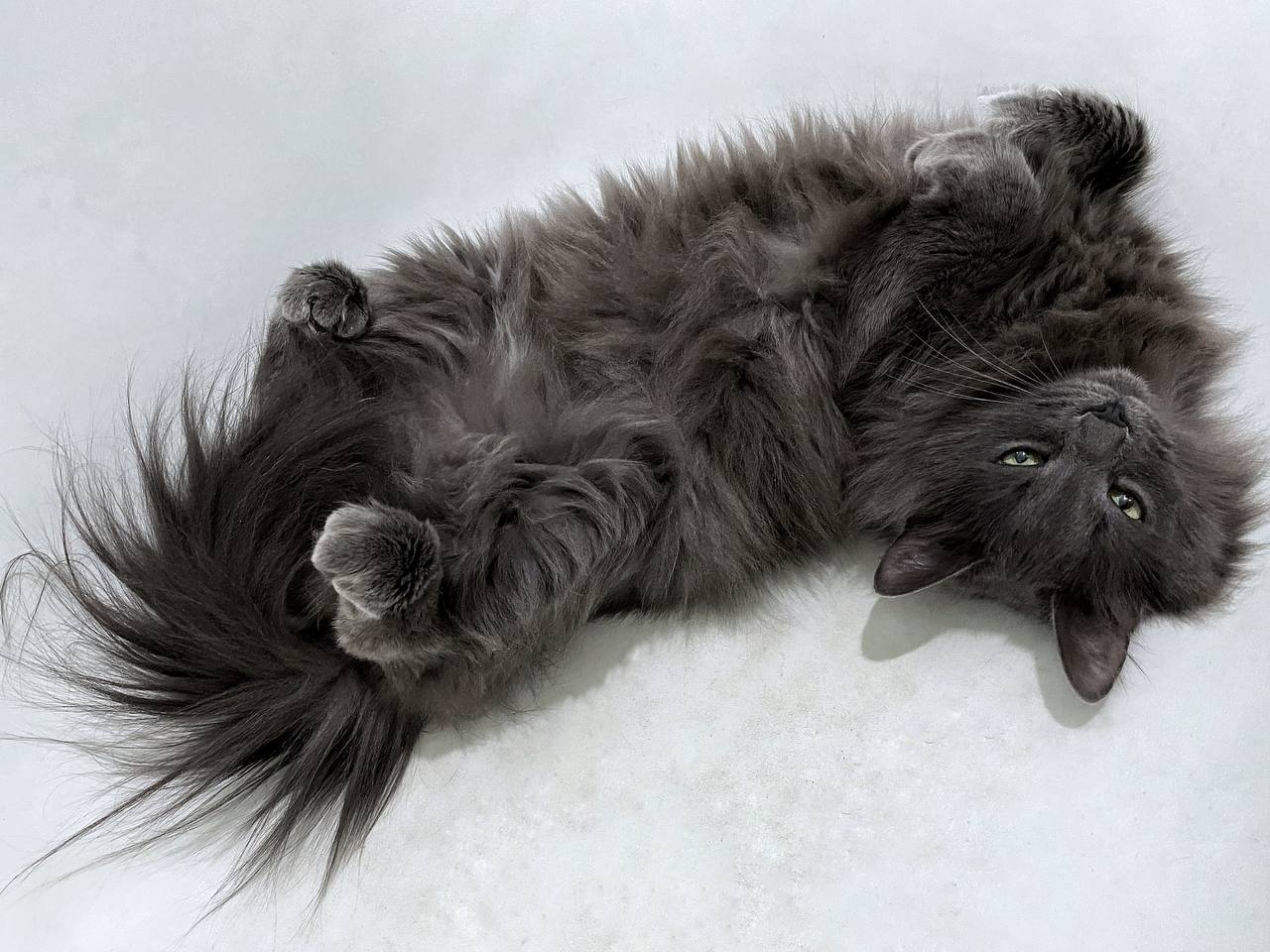 пухнастий сірий кіт