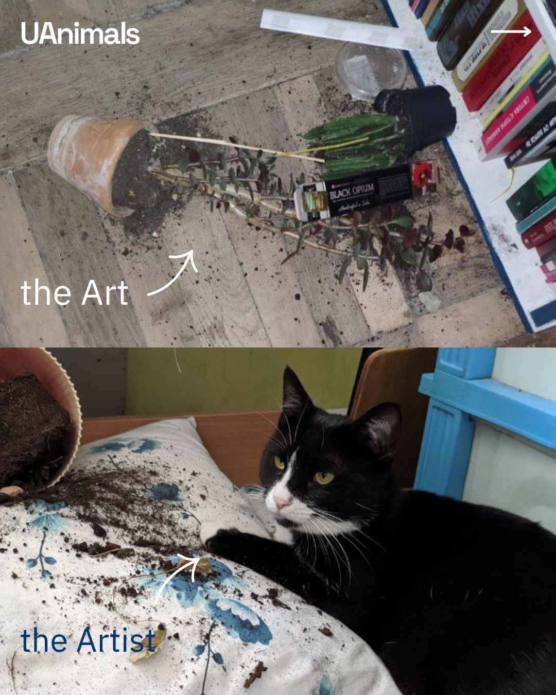 Ви теж живете зі справжніми митцями? 🖼🧻🐾