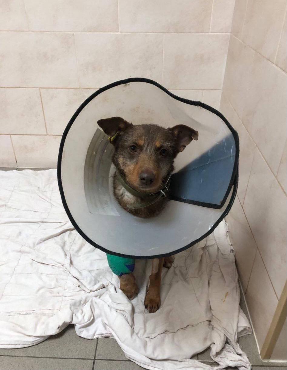 У Чупи переламані обидві кістки гомілки 😢