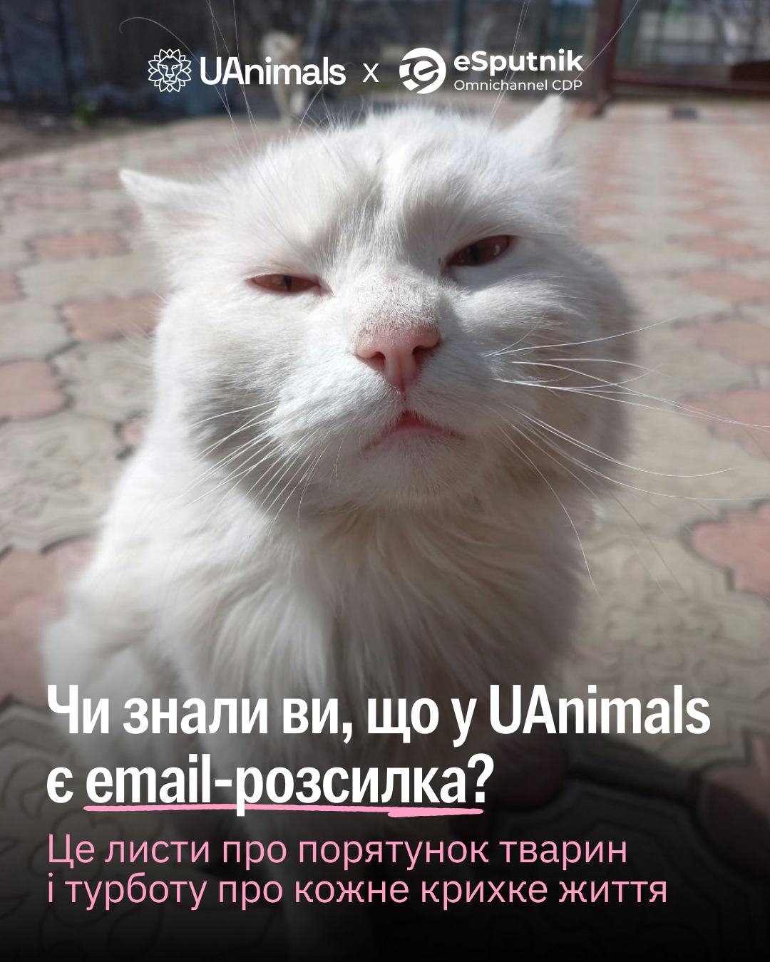 Чи знали ви, що у UAnimals є email-розсилка?