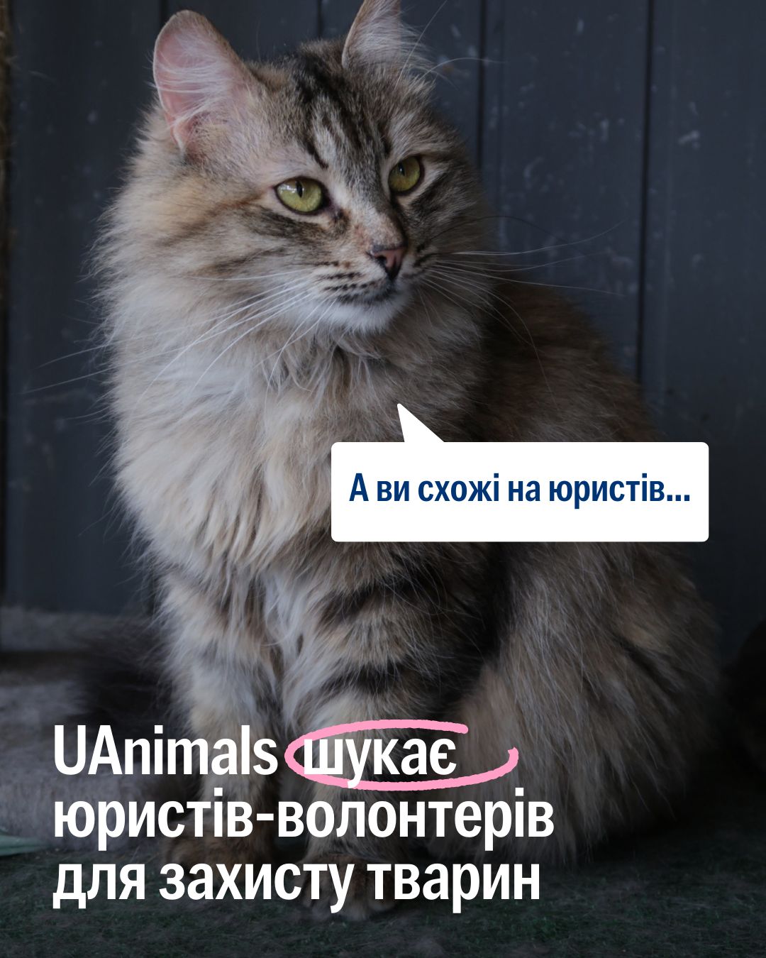 UAnimals шукає юристів-волонтерів! 🕵🏻‍♀️📕💼
