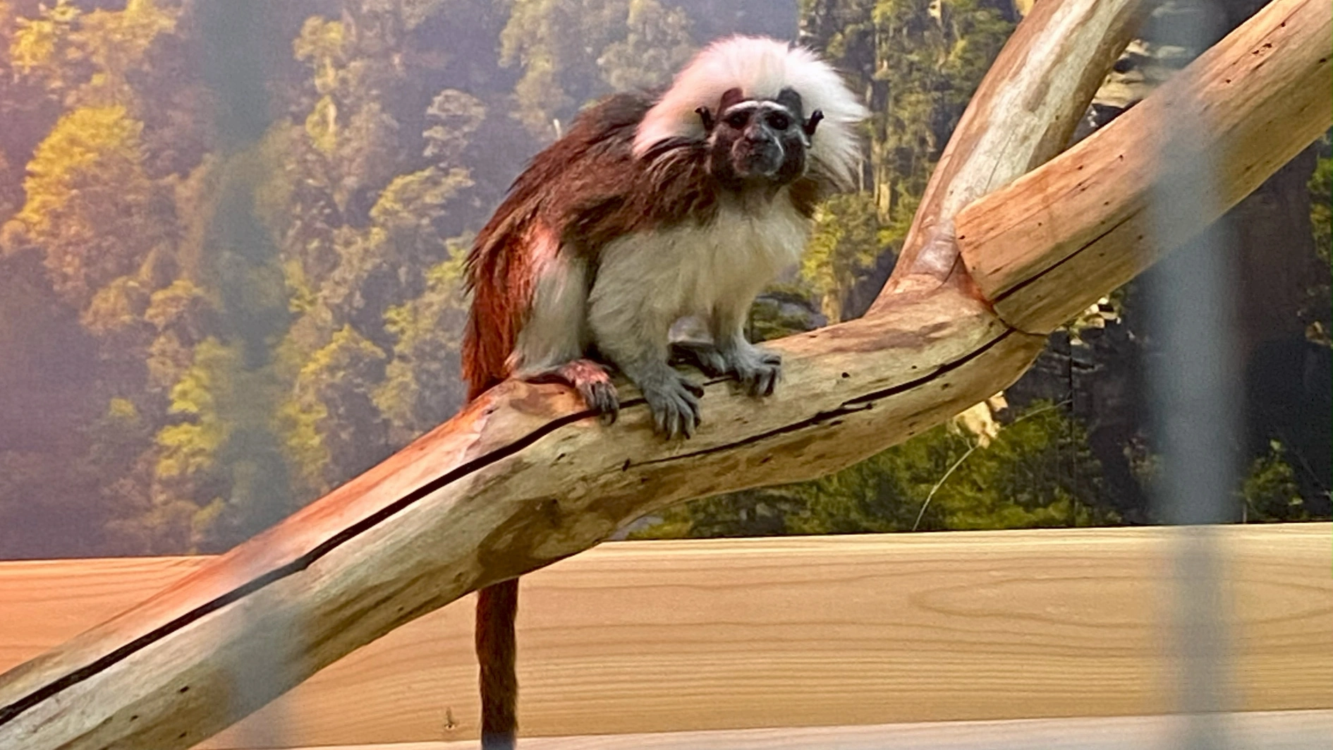 Суд відмовив UAnimals у відкритому розгляді справи проти «Звірополісу»