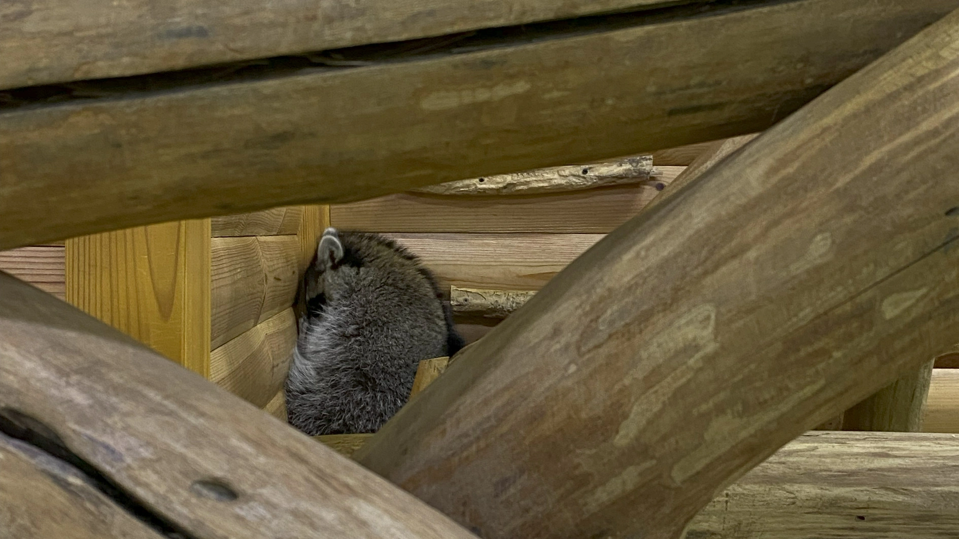 «Звірополіс»