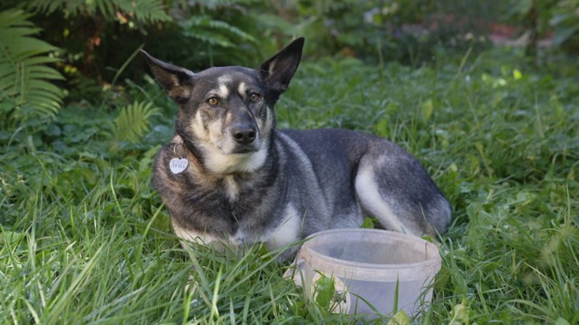 UAnimals вимагає розслідування щодо масового отруєння собак у Вінниці