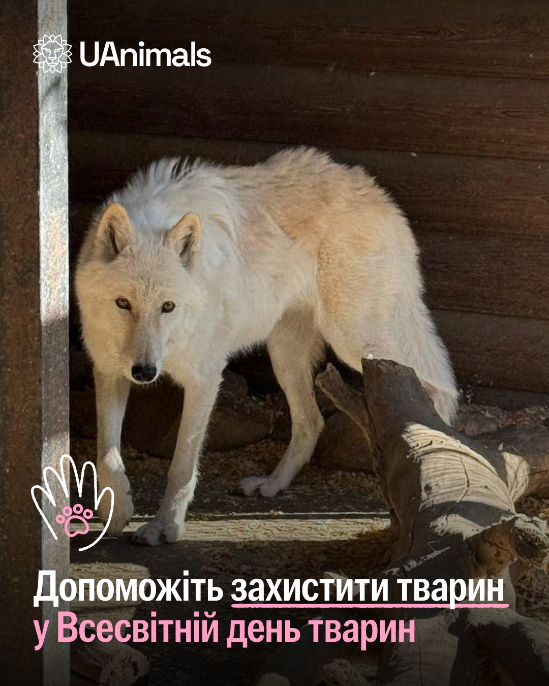 UAnimals відкрила збір до Всесвітнього дня тварин 🔥