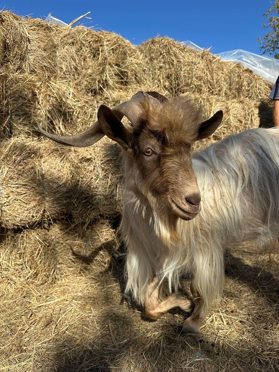 Курс UAnimals — гуманність, захист і порятунок 💙💛