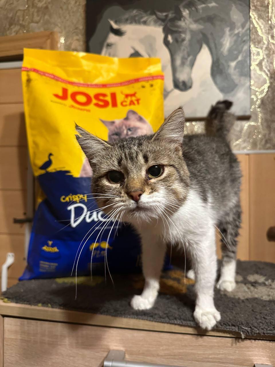 Тварини точно знають: корм від Josera смачний! 🐾💯