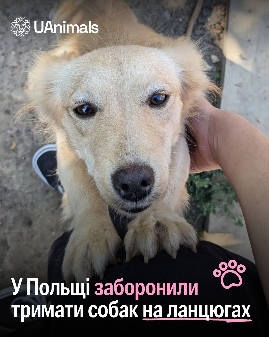 Минулого тижня у Польщі офіційно заборонили тримати собак на ланцюгах ❤️‍🩹