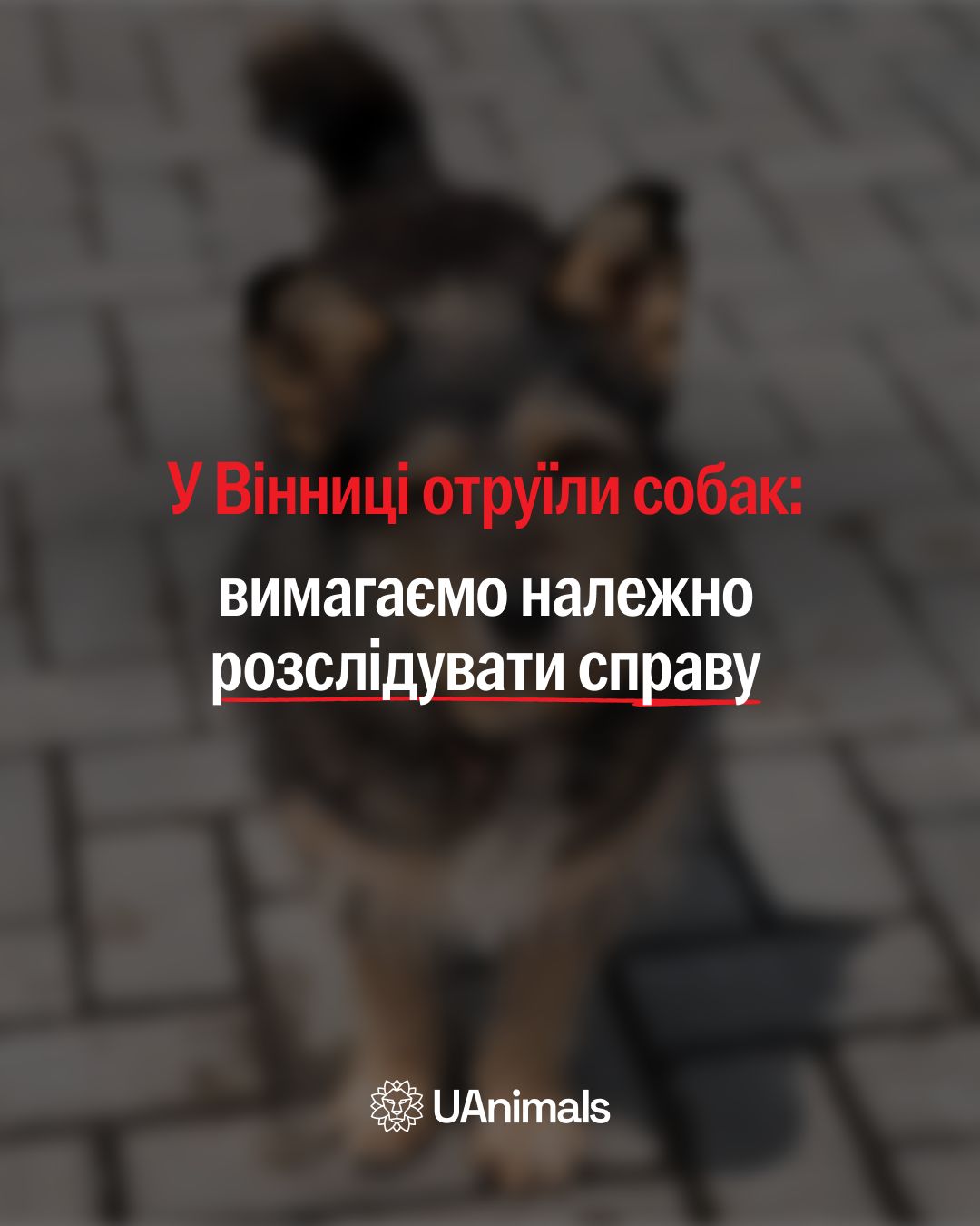 На території лікарні імені Пирогова у Вінниці отруїли собак