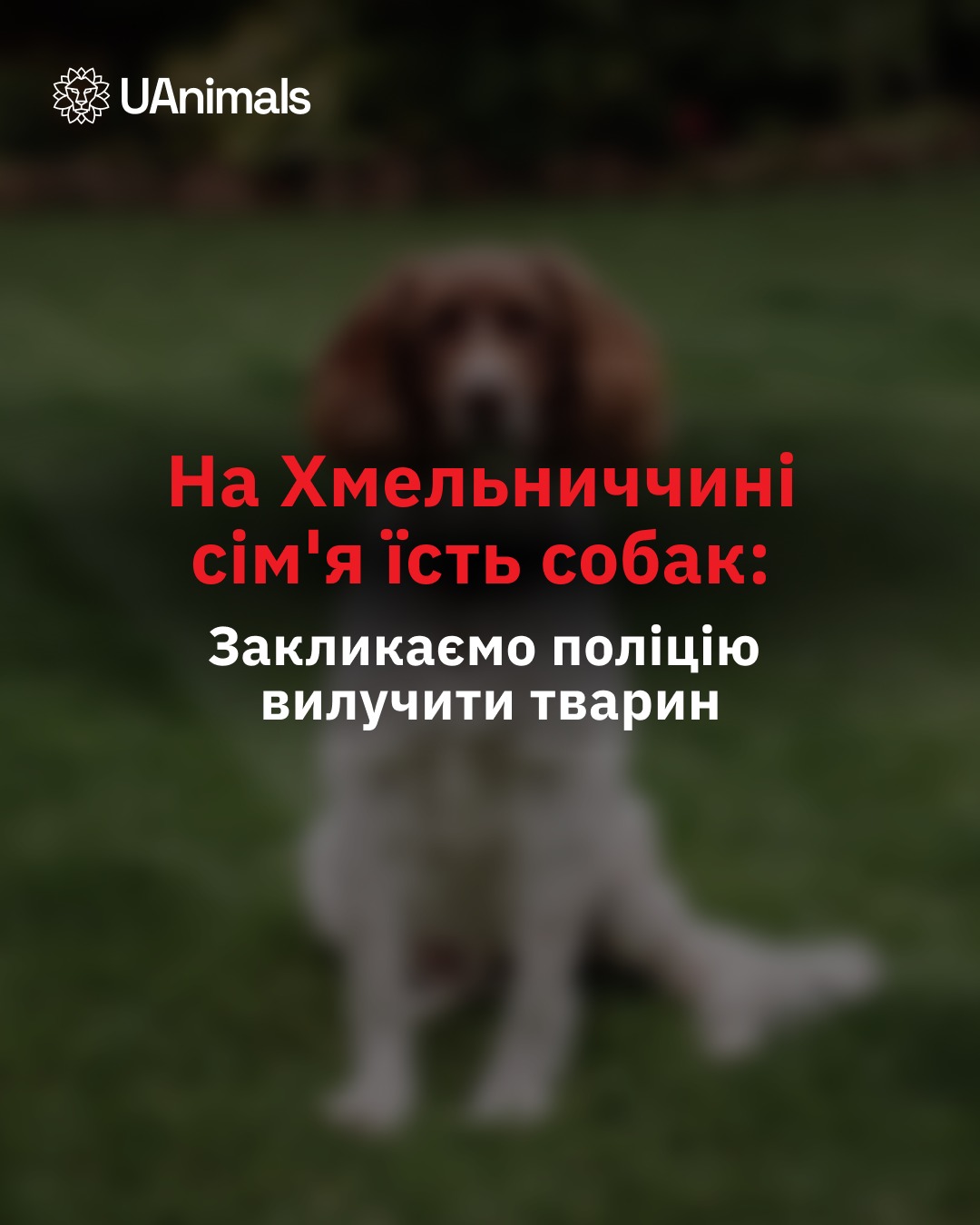 У селі Вишнівчик на Хмельниччині родина їсть собак