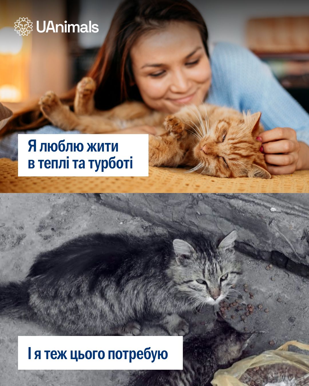 Всі безхатні тварини заслуговують на дім і сімʼю! 🥺