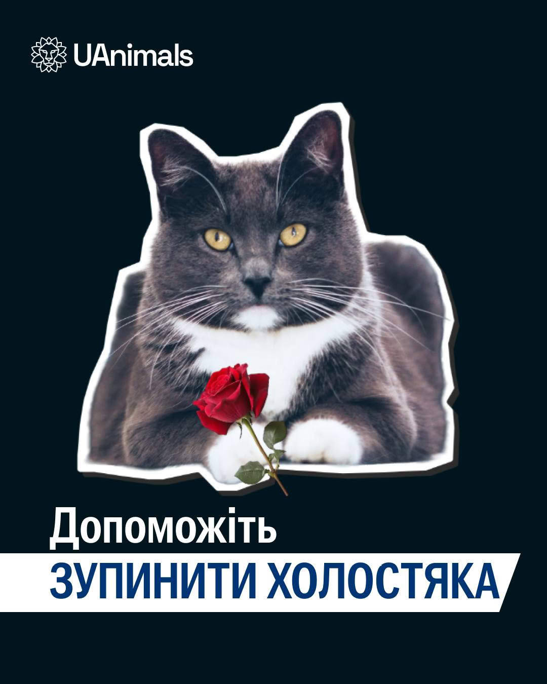 Справжній холостяк зникає так само раптово, як і з’являється, і відлунням його кроків слугує писк маленьких кошенят