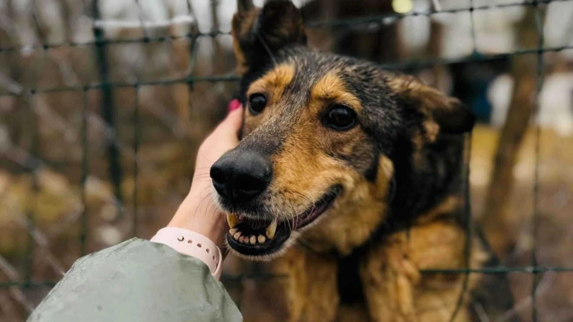 Волонтери та притулки розповіли UAnimals про свої страхи перед зимою