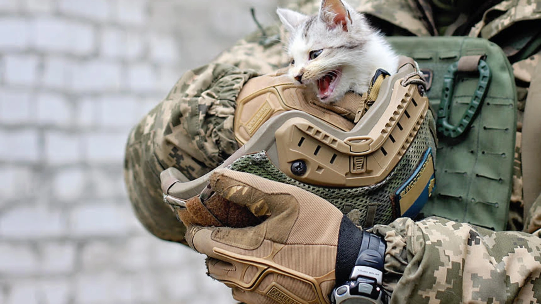 Вітання UAnimals до Дня захисників та захисниць України