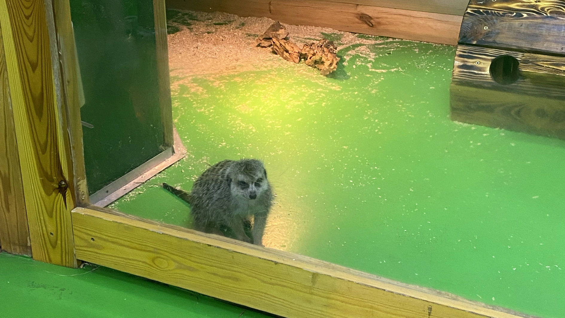 «Звірополіс»