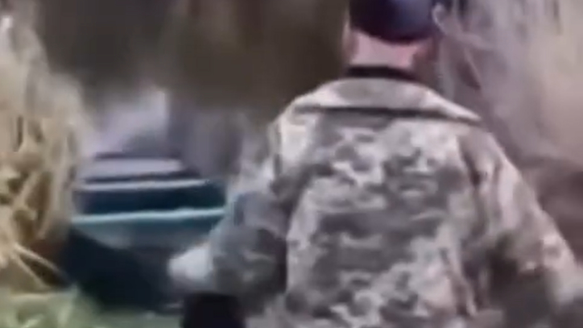 UAnimals подали заяву до поліції через жорстоке вбивство вагітної кішки на Житомирщині