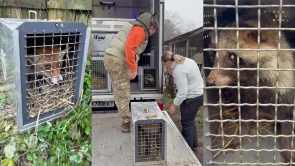Левиць із Хмельницького вилучають для переїзду за кордон