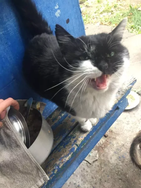 У жовтні UAnimals передали 300 кг корму для тварин на Донеччині