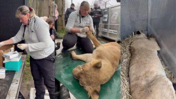 Левиць із Хмельницького вилучають для переїзду за кордон