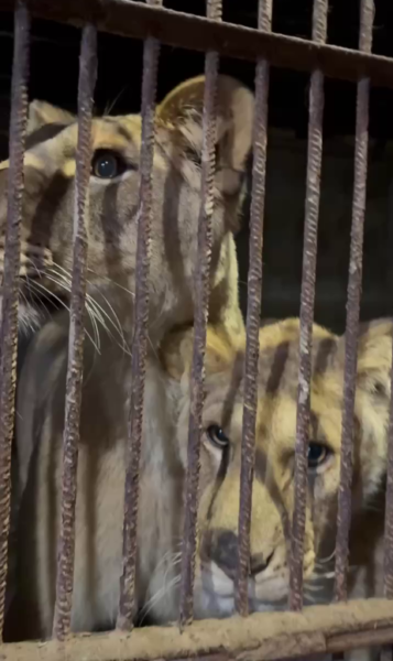 Левиць із Хмельницького вилучають для переїзду за кордон