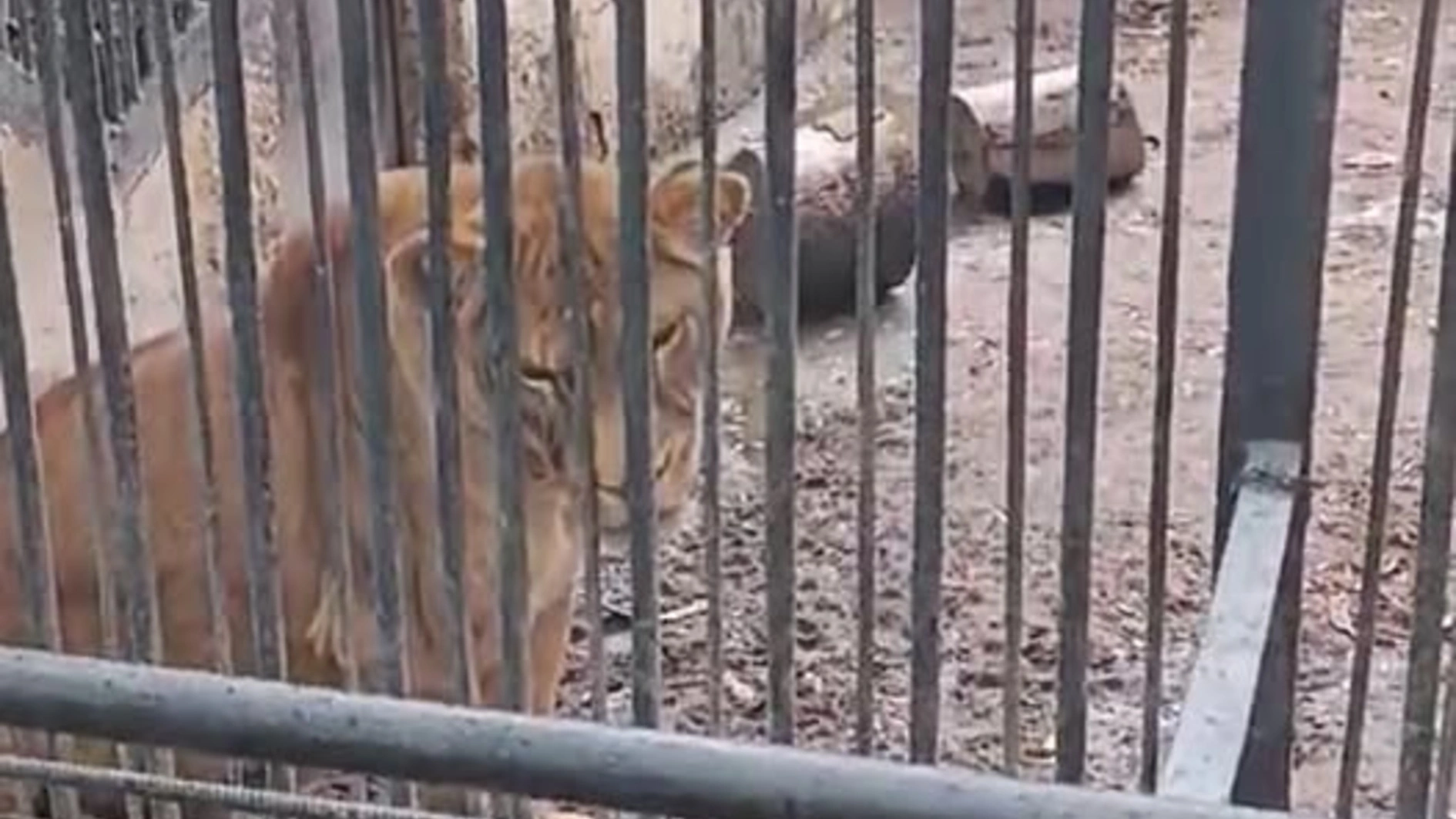 UAnimals звернулися до поліції та ДЕІ через умови в Одеському зоопарку