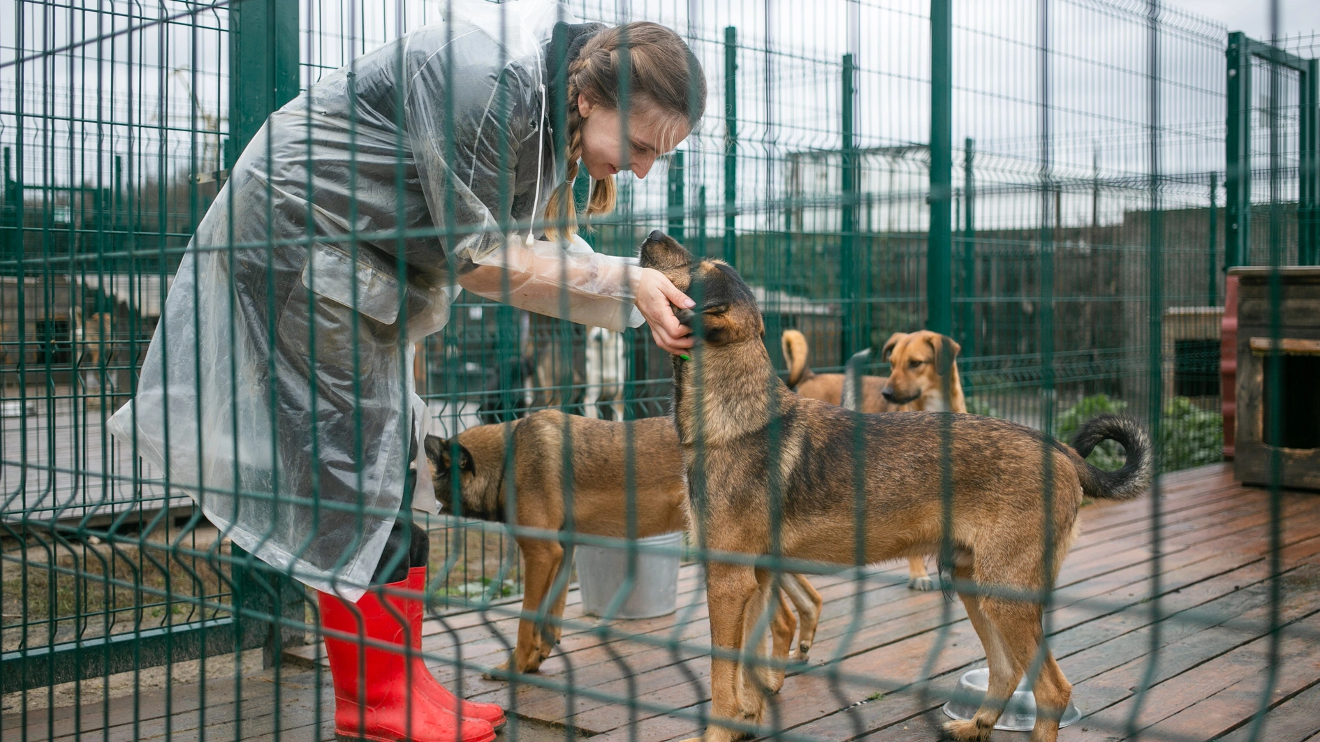 UAnimals запрошує школи долучитися до флешмобу до Всесвітнього дня доброти