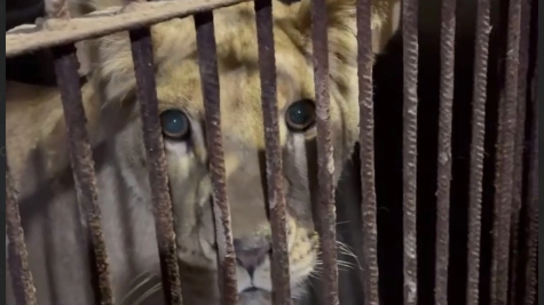 Левиць із Хмельницького вилучають для переїзду за кордон