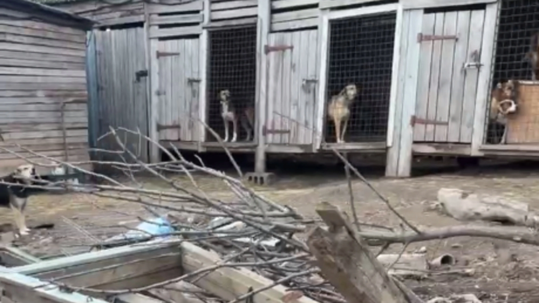 Поліція склала адмінпротоколи на власницю притулку “Улюблена дворняга”